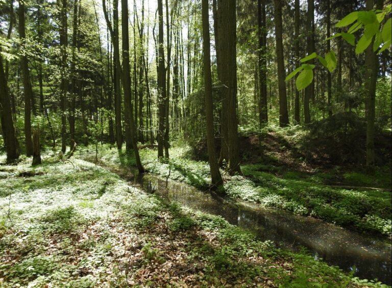 Geschichtsverein Geesthacht